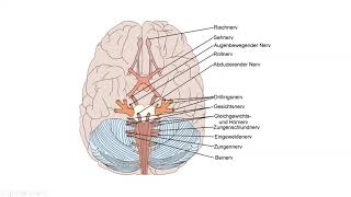 Die 12 Hirnnerven Nervus Vagus Nervus Trigeminus Nervus facialis im Überblick erklärt [upl. by Fabiola]