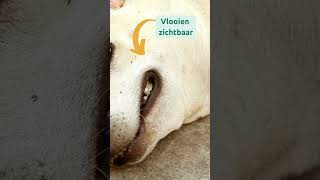 Hoe herken je een vlooienbesmetting bij je hond [upl. by Noremac]