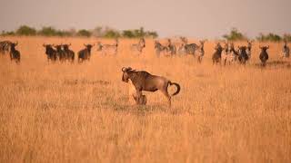 Lioness Hunting  Maasai Mara National Reserve Kenya [upl. by Ganiats]