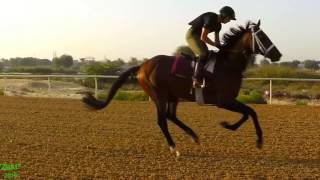 Horses Gallop in Slow Motion [upl. by Aleunam]