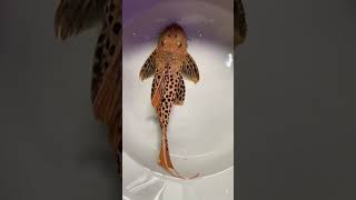 L273 Pleco 😍😍pleco plecofish آکواریوم shortsviral [upl. by Comras]