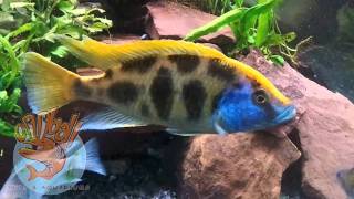 Oddball Pets and Aquariums  Nimbochromis venustus [upl. by Sucramel]