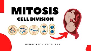 Mitosis Cell Division Neurotech Lectures [upl. by Lerrud]