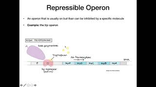 Operons [upl. by Spracklen]