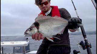 Big Tarakihi session Waimarama Boat Fishing [upl. by Marras]