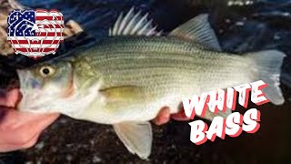 COME WITH ME WHILE I CATCH 3 SPECIES  WHITE BASS  30 LB BUFFALO AND A MYSTERY FISH [upl. by Wadell]