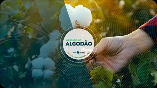 Safra de algodão 2425 terá aumentos de área produção comércio e consumo aponta ICAC [upl. by Fadden]