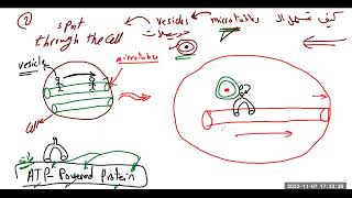 كيف تسهل الأنابيب الدقيقة حركة الحويصلة فى الخلية How do microtubules facilitate vesicles movement [upl. by Mitchell]