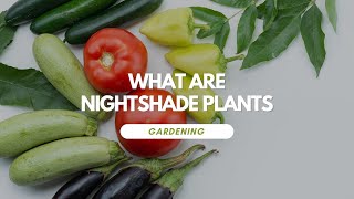 What Are Nightshade Plants [upl. by Ardnuahs]