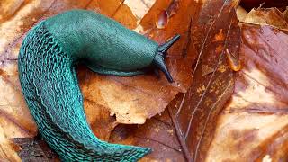 Rare Blue Slug [upl. by Kennie]