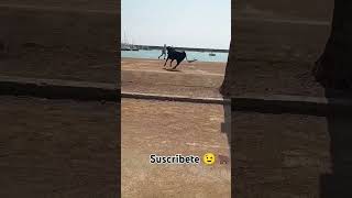 Mira como está vaca se acerca al mar sin caerse en las fiestas de Benicarló toros a la mar 2024 [upl. by Rock679]