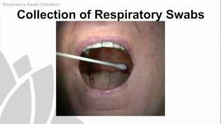 Respiratory Swab Collection Training Video  NSW Health [upl. by Casimir]