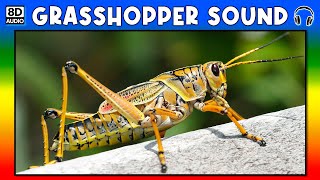 🦗 GRASSHOPPER SOUND  GRASSHOPPER SOUND EFFECT  SOUND OF GRASSHOPPER  NOISE OF GRASSHOPPER [upl. by Mattias]