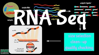 RNA Sequencing  RNA Seq [upl. by Turk]