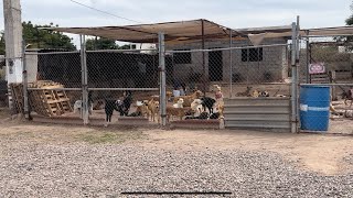 Albergue para los perritos en Navojoa milagro canino les llevamos algo de comer [upl. by Adnawt962]