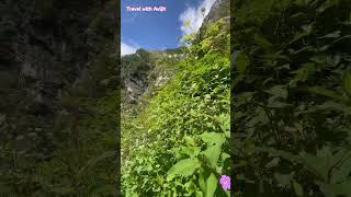 The valley of flowers🌹nature travel subscribe shorts shortsfeed youtube india vlogger vlog [upl. by Baugh]