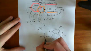 The Phosphodiesterase Enzymes Part 1 [upl. by Atteiluj]