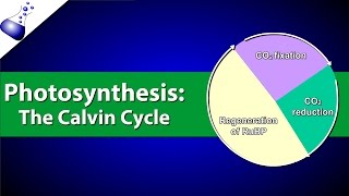 The Calvin Cycle [upl. by Ayidan774]