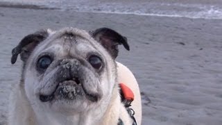 Cutest Pug Diggin the Beach [upl. by Monagan20]