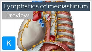 Lymph nodes and vessels of the mediastinum preview  Human Anatomy  Kenhub [upl. by Aitnecserc]