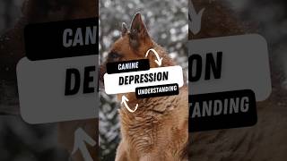 Understanding Canine depression canine depression depressionmanagement doglovers mentalhealth [upl. by Yednil]