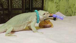 The battle between the bearded dragon Mi Li and the horned frog The bearded dragon The daily w [upl. by Leftwich218]