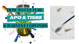 Beginners guide How To Grow Apo amp Tisbe Copepods 4 Your Reef Tank [upl. by Anemaj793]