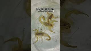 DEADLY SCORPIONS INFESTED MY HOUSE [upl. by Banyaz]