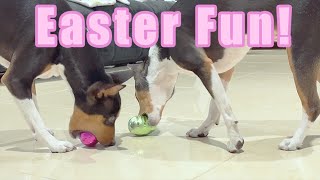 Basenji Tricks and Easter Fun [upl. by Tiffy]