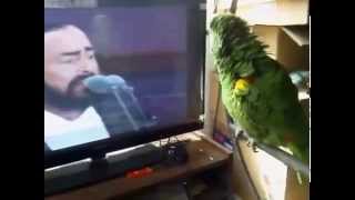 The parrot imitates Pavarotti [upl. by Carolus]