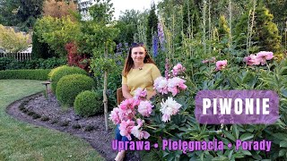 PIWONIE uprawa i pielęgnacja Dlaczego piwonia NIE KWITNIE [upl. by Neivad541]