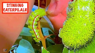 RAISING STINGING IO MOTH CATERPILLARS [upl. by Gauthier226]