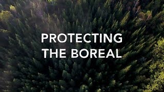 Protect the Boreal Forest [upl. by Sherm]