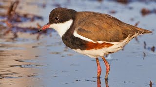 Redkneed Dotterel A documentary [upl. by Moht303]