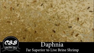 Daphnia  A Far Superior Option to Brine Shrimp [upl. by Dal]