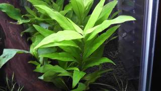 Hygrophila corymbosa part1 [upl. by Haskins]