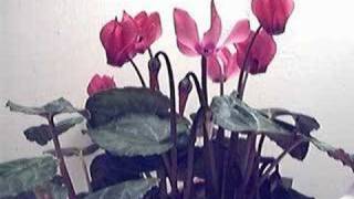 Cyclamen Flower Blooming Time lapse [upl. by Palila]