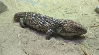 Shingleback skink Detroit zoo [upl. by Naggem]