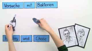 Bakterien  Der Versuch vo Hershey und Chase  Biologie  Genetik [upl. by Alyos]