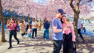 Sweden Stockholm 4K  Cherry Blossom 2024 🇸🇪 [upl. by Eadas]