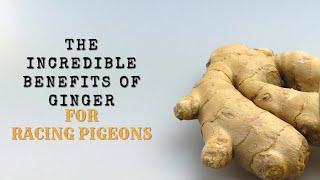 Benefits of Ginger for Racing Pigeons Boosting Performance Naturally [upl. by Laufer884]