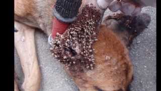 Worst Tick infestations ever  10 Facts About Ticks [upl. by Iel422]