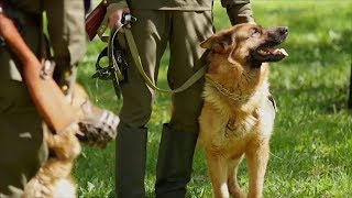 Want to Adopt a Retired Military Dog Here’s How  Southern Living [upl. by Eirrehc]