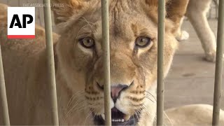 Lions stranded as private zoo and villages flood in Russia [upl. by Nylauqcaj456]