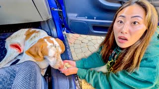 WE RESCUED A LOST PUPPY [upl. by Ibby]