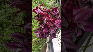 Tradescantia plant kaise lagaye garden succulentplantpot plants gardenpots flowers [upl. by Gilbertine]