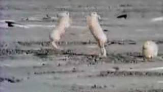 A fight between a male and a female Arctic hare [upl. by Afnin331]