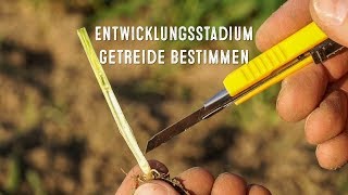 Das Entwicklungsstadium BBCH im Getreide zum Schossbeginn bestimmen  LG Seeds Deutschland [upl. by Gerri984]