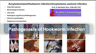 Ancylostoma caninumAncylostomiasisHookworm infection in dogs and cats Pathogenesis [upl. by Gathers]