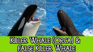 Killer Whale Orca amp False Killer Whale  The Differences [upl. by Maisey]